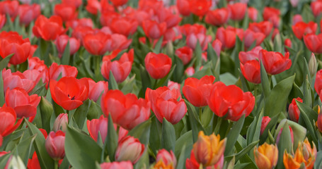 Tulips flowers spring bloom in park