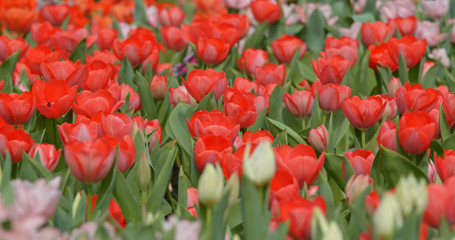 Fototapeta premium Tulips flowers spring bloom in the garden