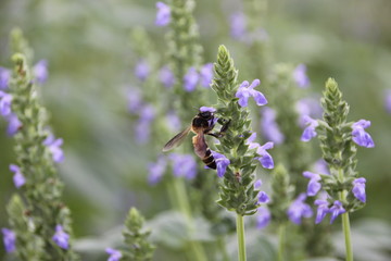 Bee with chia flower is bloom, crop planting at the field.
