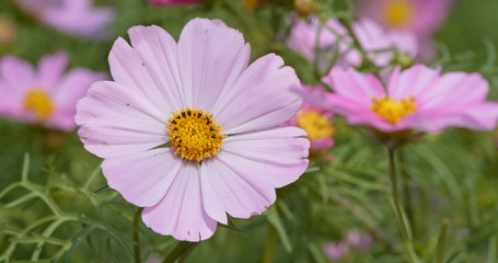 Obraz premium Cosmo flower meadow