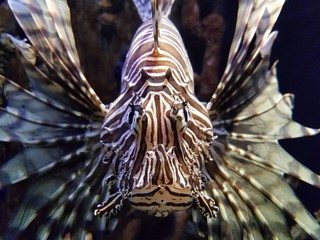 Lion Fish