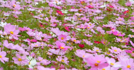 Obraz na płótnie Canvas Cosmo flower field