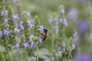 Bee with chia flower is bloom, crop planting at the field.