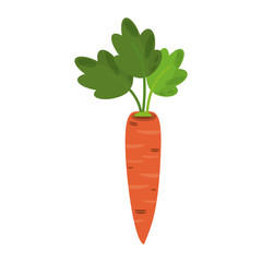 Carrot fresh vegetable food
