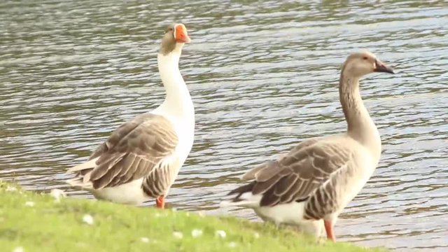 Patos pr&oacute;ximos da lagoa 