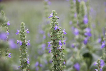 Chia flower are blooming, crop planting at the field.