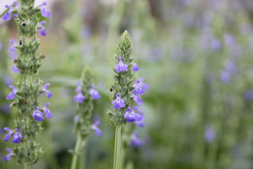 Chia flower are blooming, crop planting at the field.