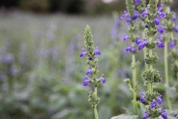 Chia flower are blooming, crop planting at the field.