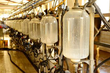 Fototapeta na wymiar Milking equipment, in the milking hall