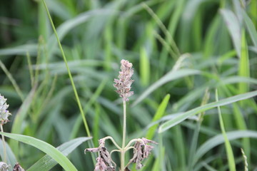 Chia crop damage by disease, pest and Nutrient Deficiencies that planting at the field.