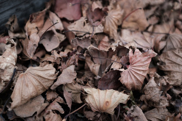 close up dry or dead autumn leave on a ground