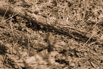 Blick auf einen kleinen Vogel der sich auf dem Waldboden befindet