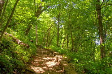 Fototapeta na wymiar Woody Path in Shenandoah National Park