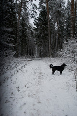 dog in winter forest