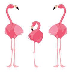 elegant flamingo birds family