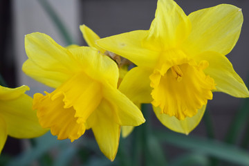 Yellow Daffodil Blooms