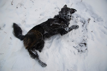 dog in the snow