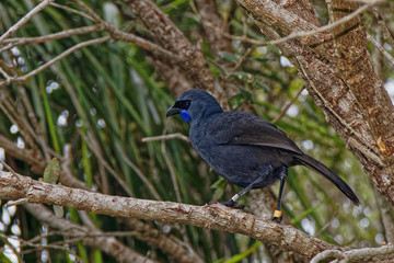 North Island kōkako, Tiritiri Matangi Island nature reserve, New Zealand.