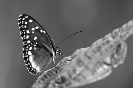 Mariposa blanco y negro posando sobre hoja