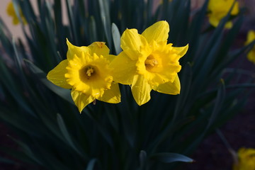 Obraz na płótnie Canvas Yellow sunlit daffodil blooms