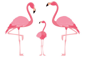 Fototapeta premium elegant flamingo birds family
