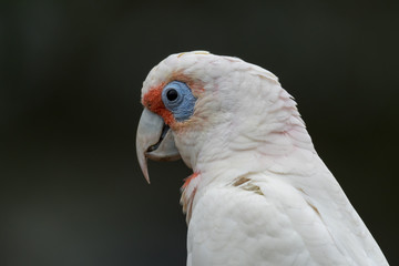 Long-billed Corella