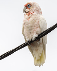 Long-billed Corella on Wire