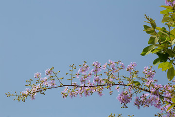  Flower in summer with space. Pride of India or Queen's flower in summertime.