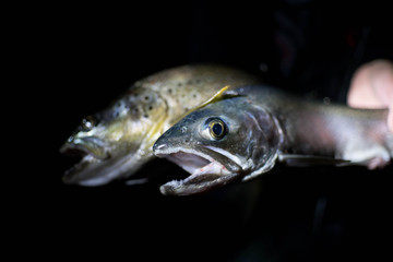 fish on black background