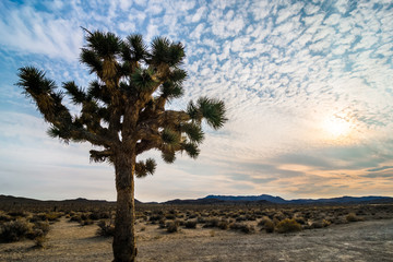 joshua tree in death valley national park