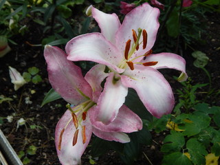 Gentle pink Lily
