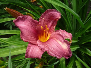 Fototapeta premium flower in garden