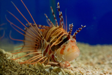 Lionfish-Zebra, or Zebra fish, or striped lionfish lat. Pterois volitans is a fish of the Scorpion family.