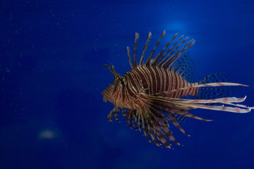 Lionfish-Zebra, or Zebra fish, or striped lionfish lat. Pterois volitans is a fish of the Scorpion family.