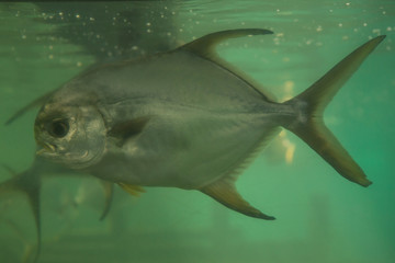 Red piranha Serrasalmus nattereri swimming underwater, piranha