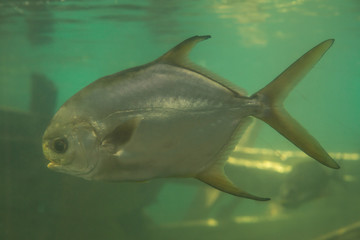 Red piranha Serrasalmus nattereri swimming underwater, piranha