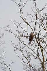 Eagle stand in the tree