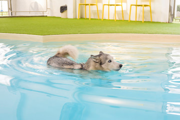Siberian husky dog exercising in a swimming pool