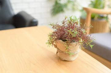 little plants for decoration on a wooden table in a living room
