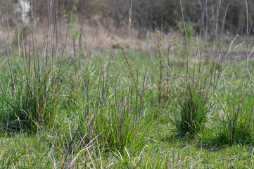 green grass in the field