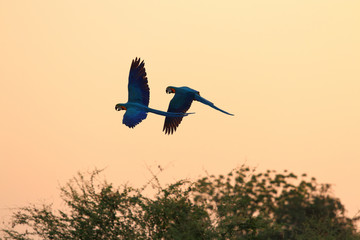 Colorful macaw parrots flying in the sky at sunset.