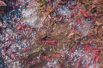 earth spring close-up on a Sunny day