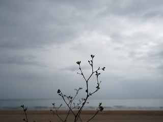 Little things by the cloudy beach