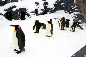 Penguin parade in the snow