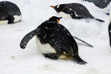 Backview of a penguin gliding in the snow © Jovan