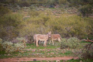 Naklejka na ściany i meble Wild donkeys in their nature desert habitat in Arizona.