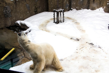 Polar bear howling in the snow