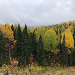 Осенний лес