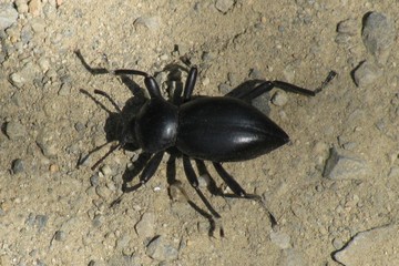 Black bug