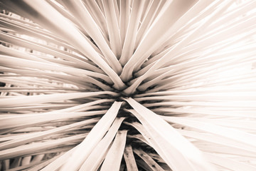 Plant leaves radiating from the center of the image in this black and white close up of a desert plant.